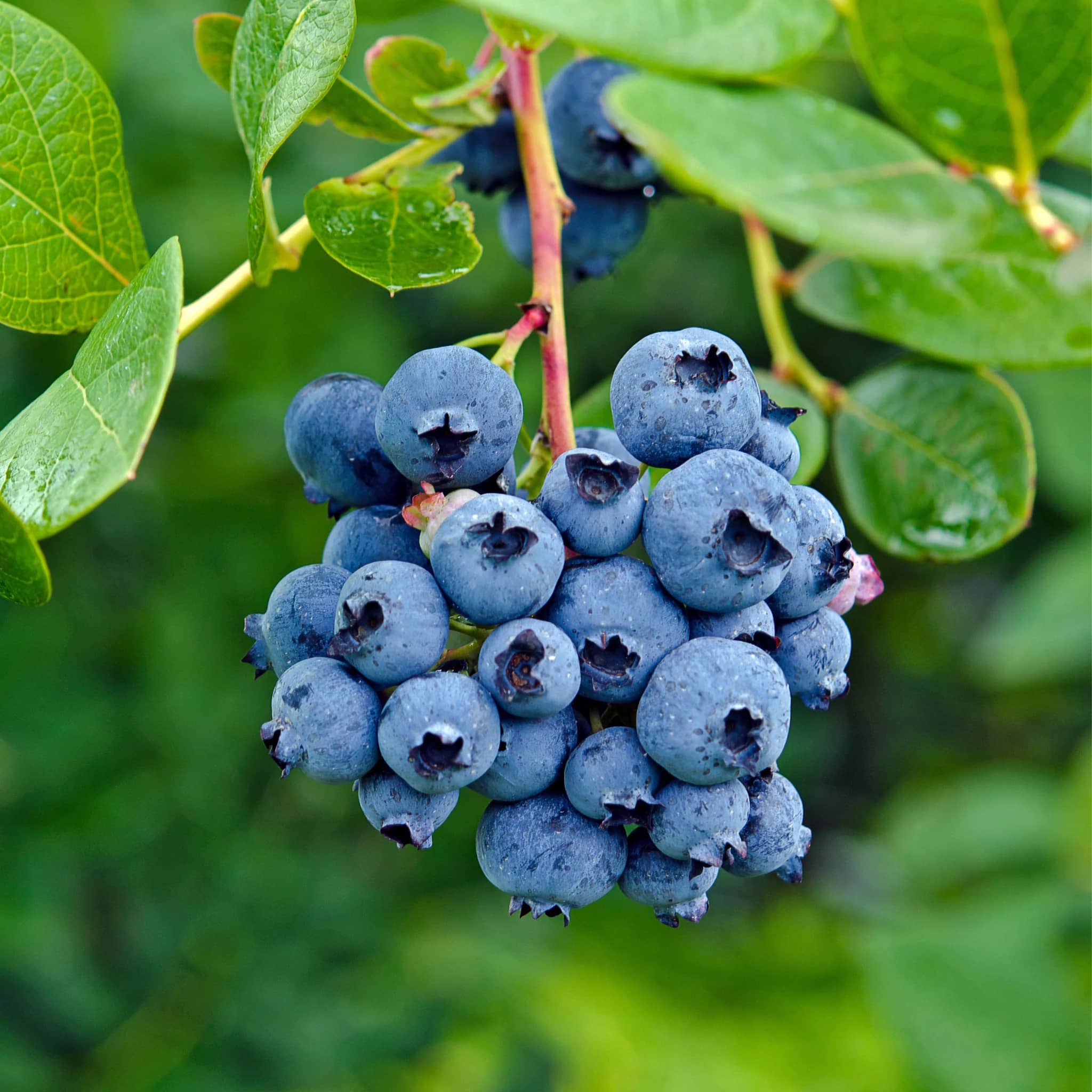 цветы лилии